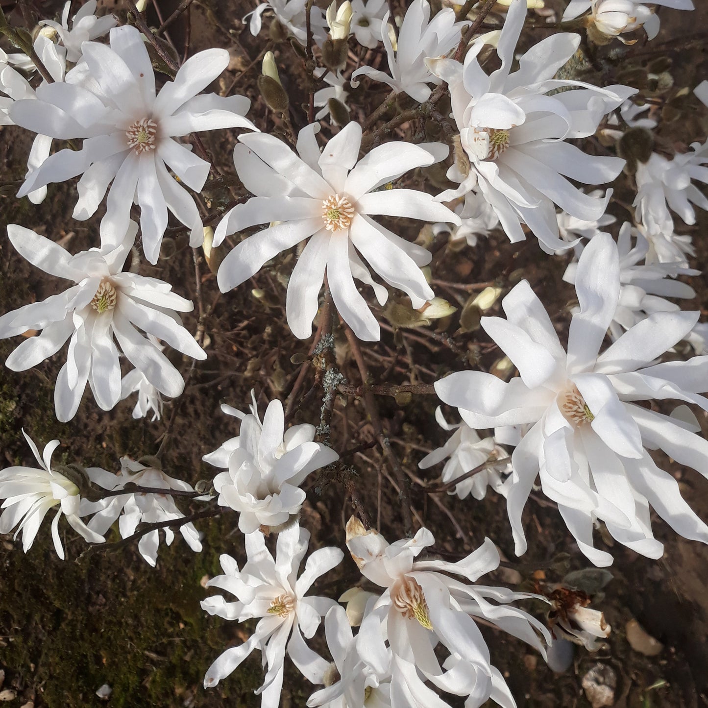Magnolia Stellata Patio Tree (3L, 2-3ft)