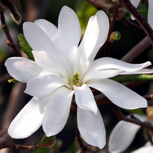 Magnolia Royal Star (7.5L)