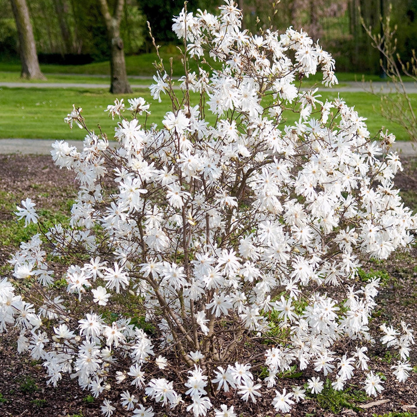 Magnolia Royal Star (7.5L)