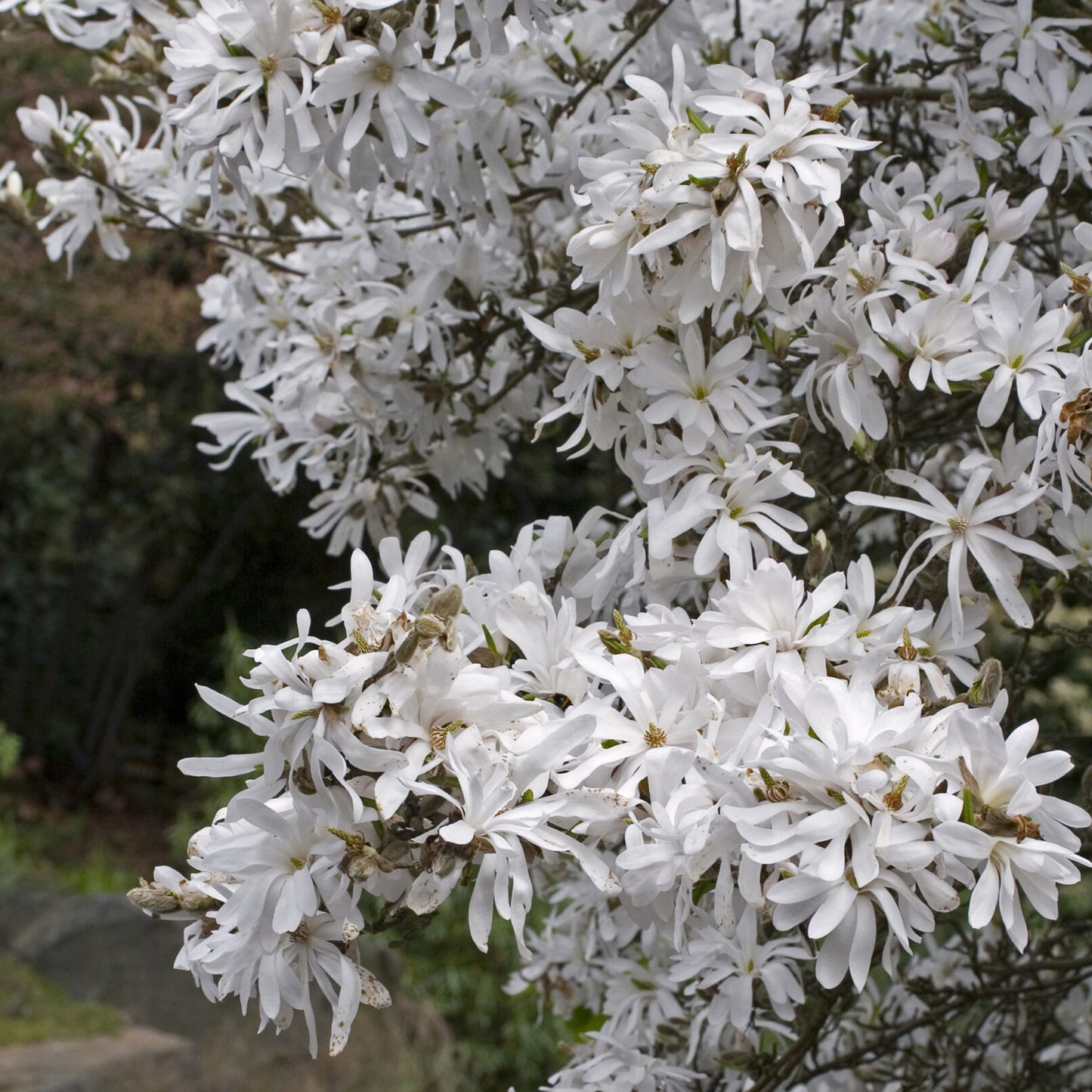 Magnolia Royal Star (7.5L)