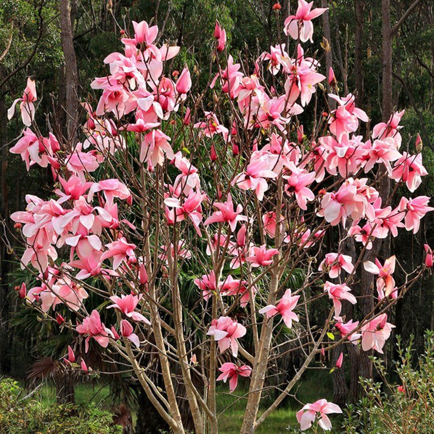 Magnolia Star Wars (7.5L)