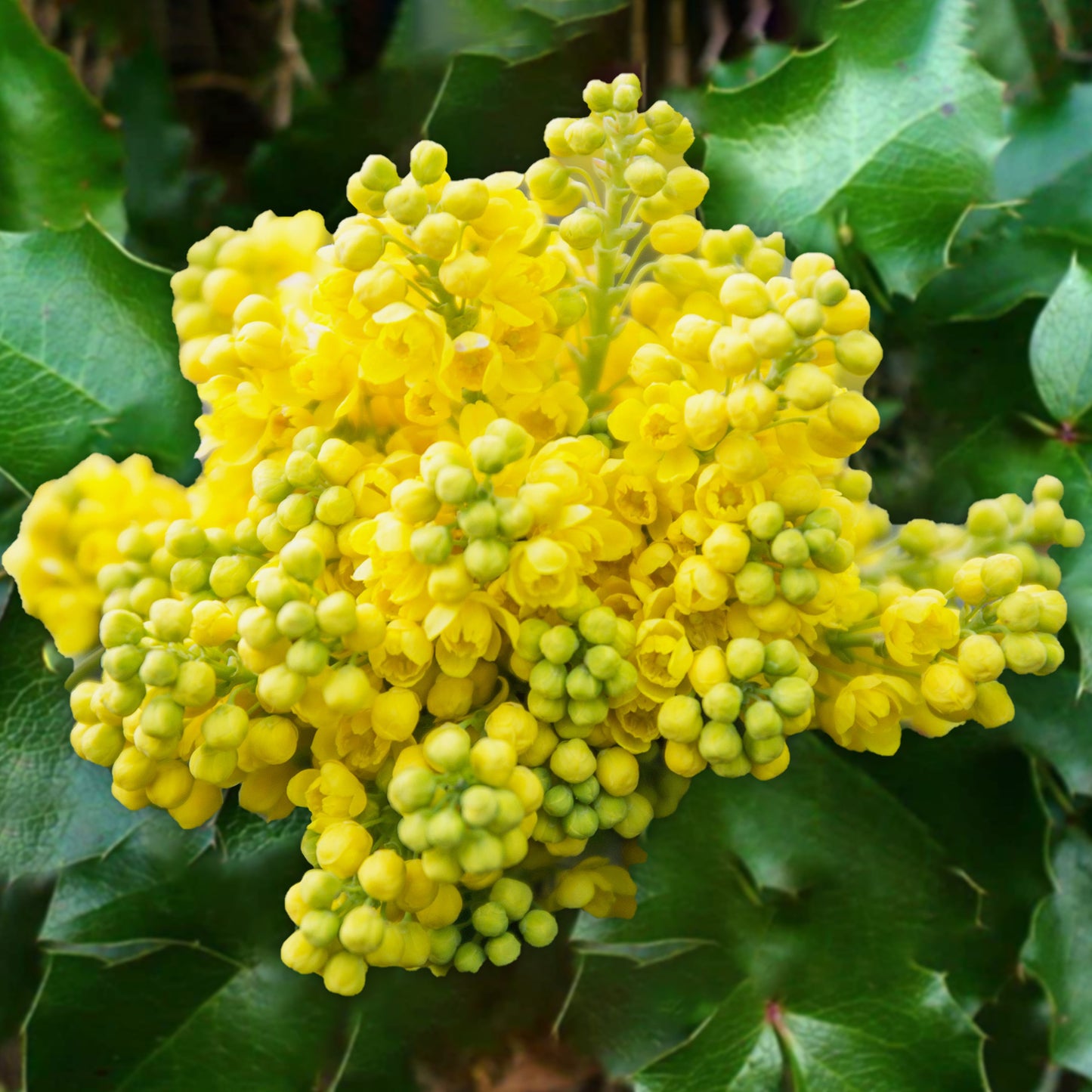 Mahonia Aquifolium