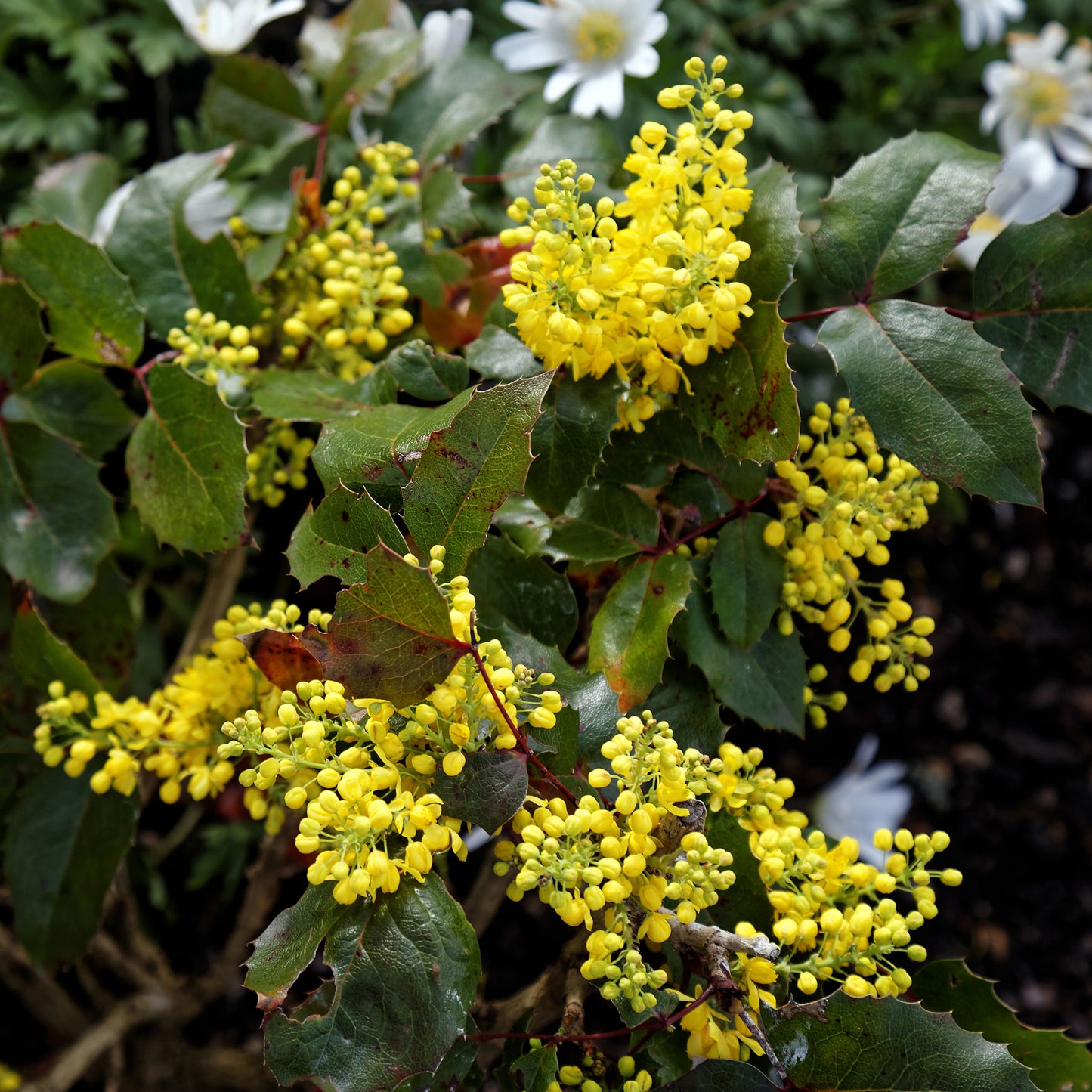 Mahonia Aquifolium