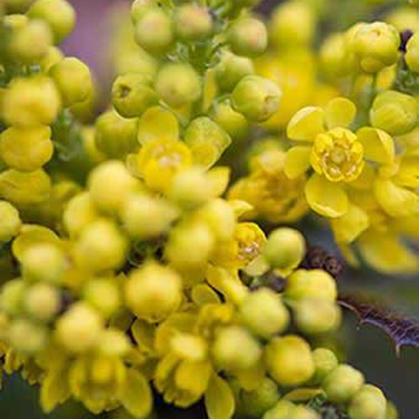 Mahonia Aquifolium