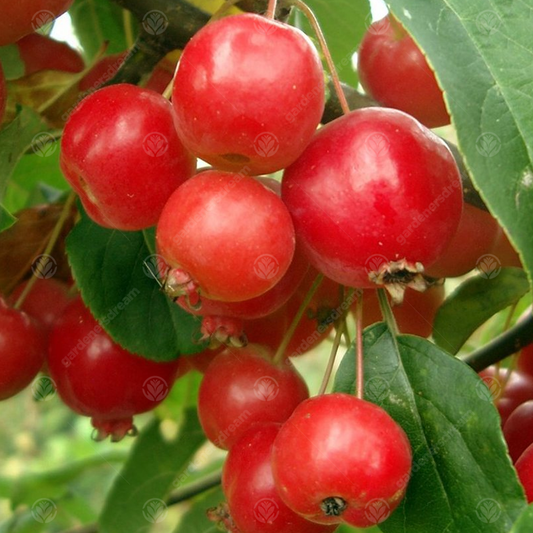 Malus Fruitilicious Tree (12L, 5-6ft)