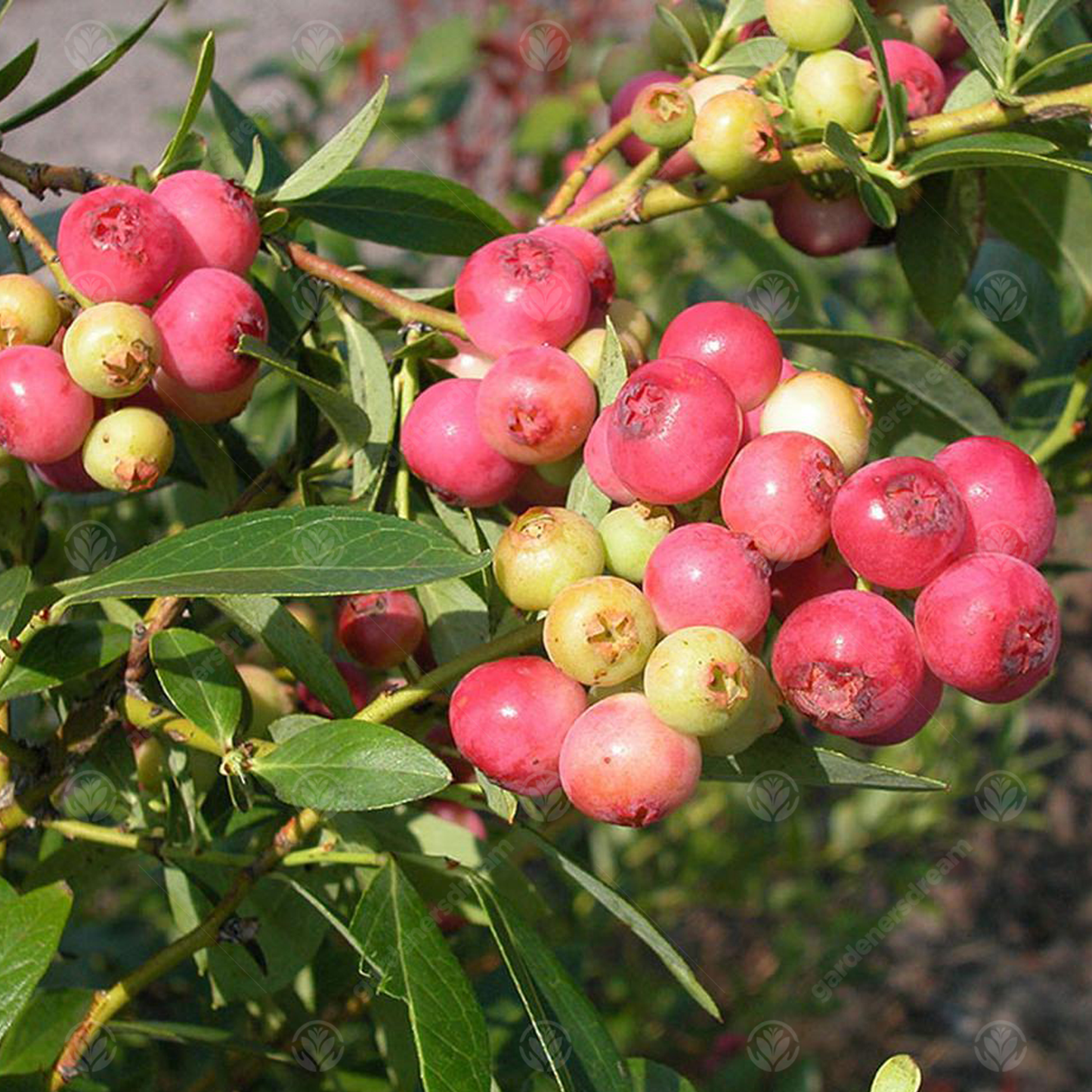 Malus Fruitilicious Tree (12L, 5-6ft)