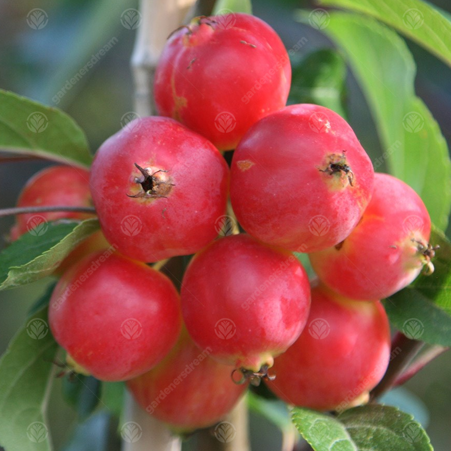 Malus Fruitilicious Tree (12L, 5-6ft)