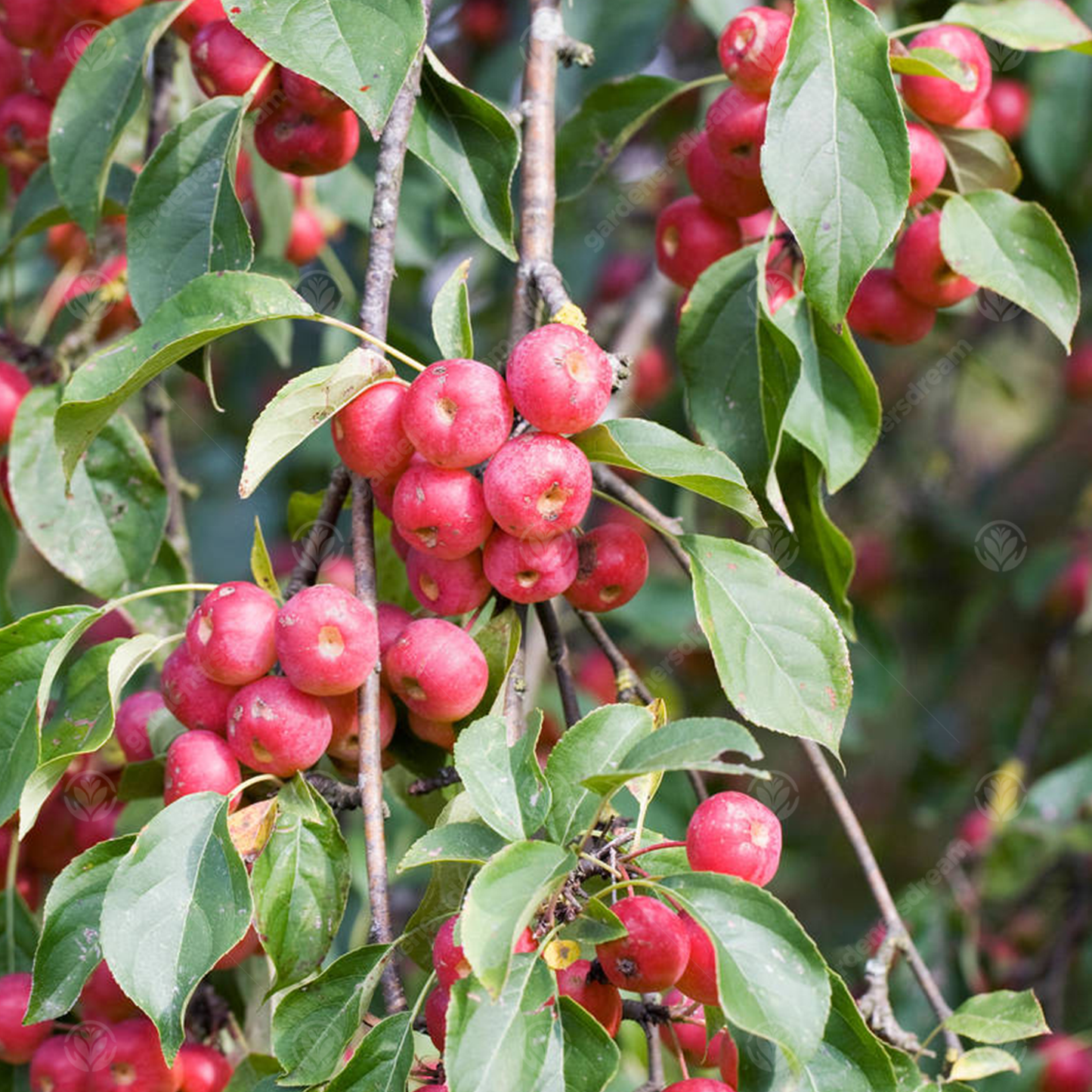 Malus Fruitilicious Tree (12L, 5-6ft)