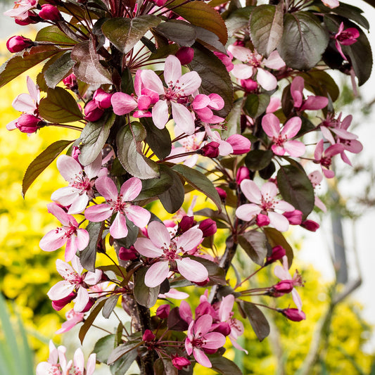 Malus Aros Tree (12L, 5-6ft)