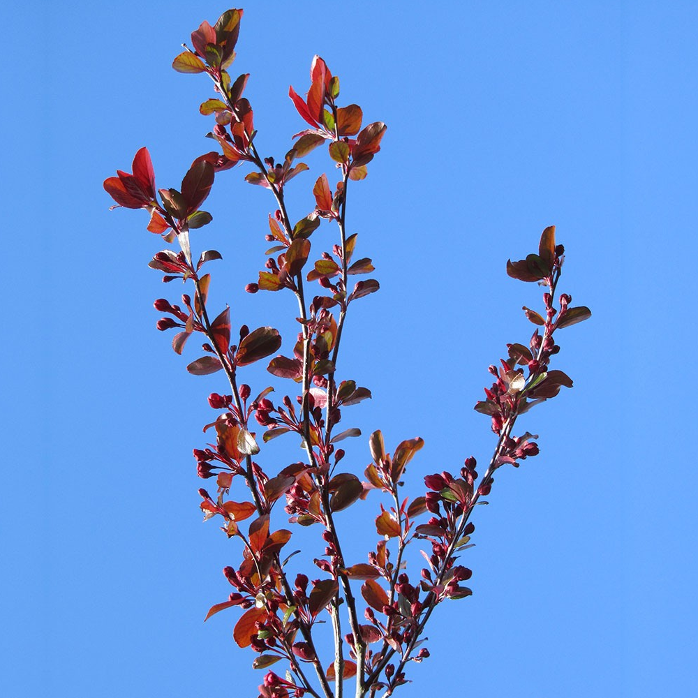 Malus Direktoer Moerland Tree (12L, 5-6ft)