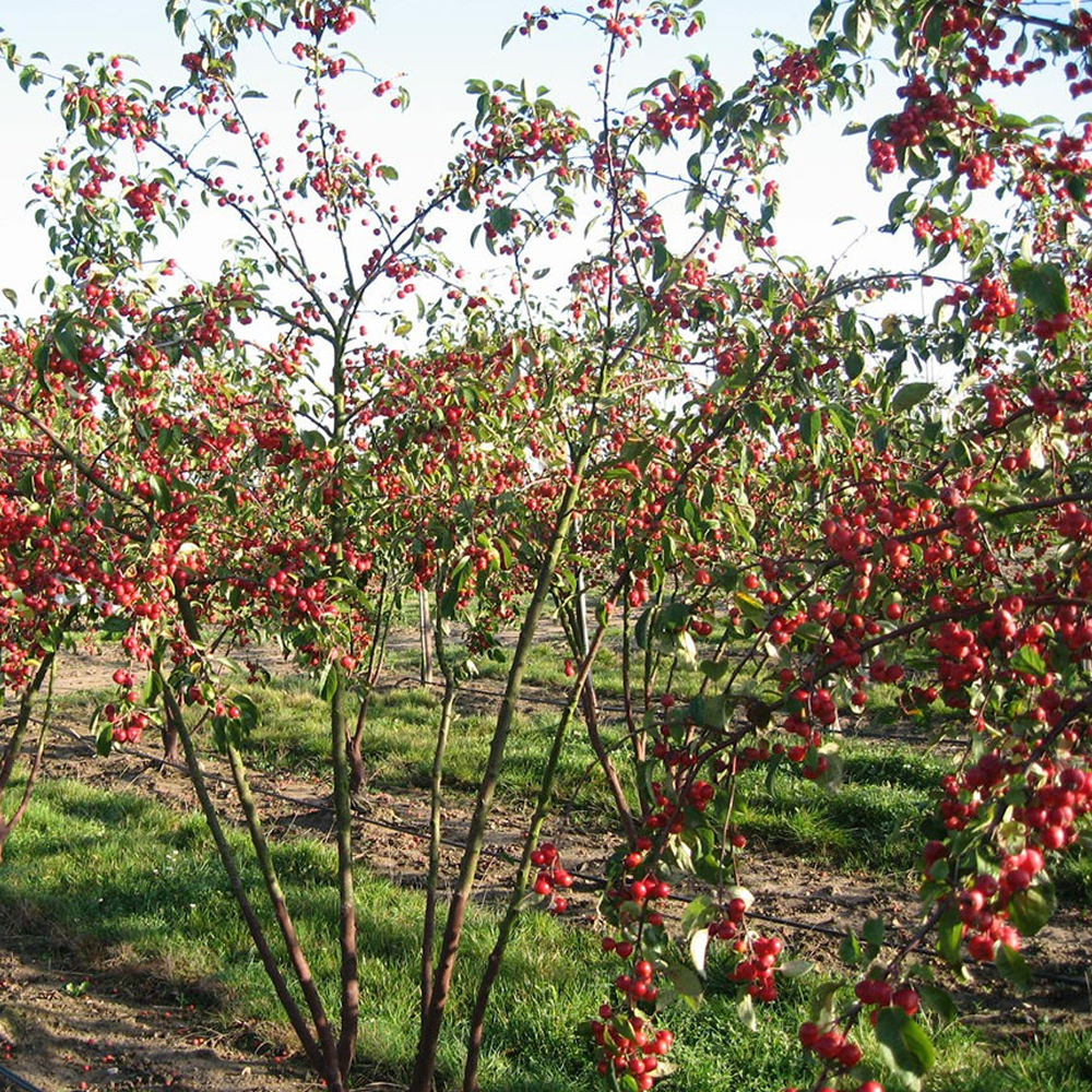 Malus Evereste Tree (12L, 5-6ft)