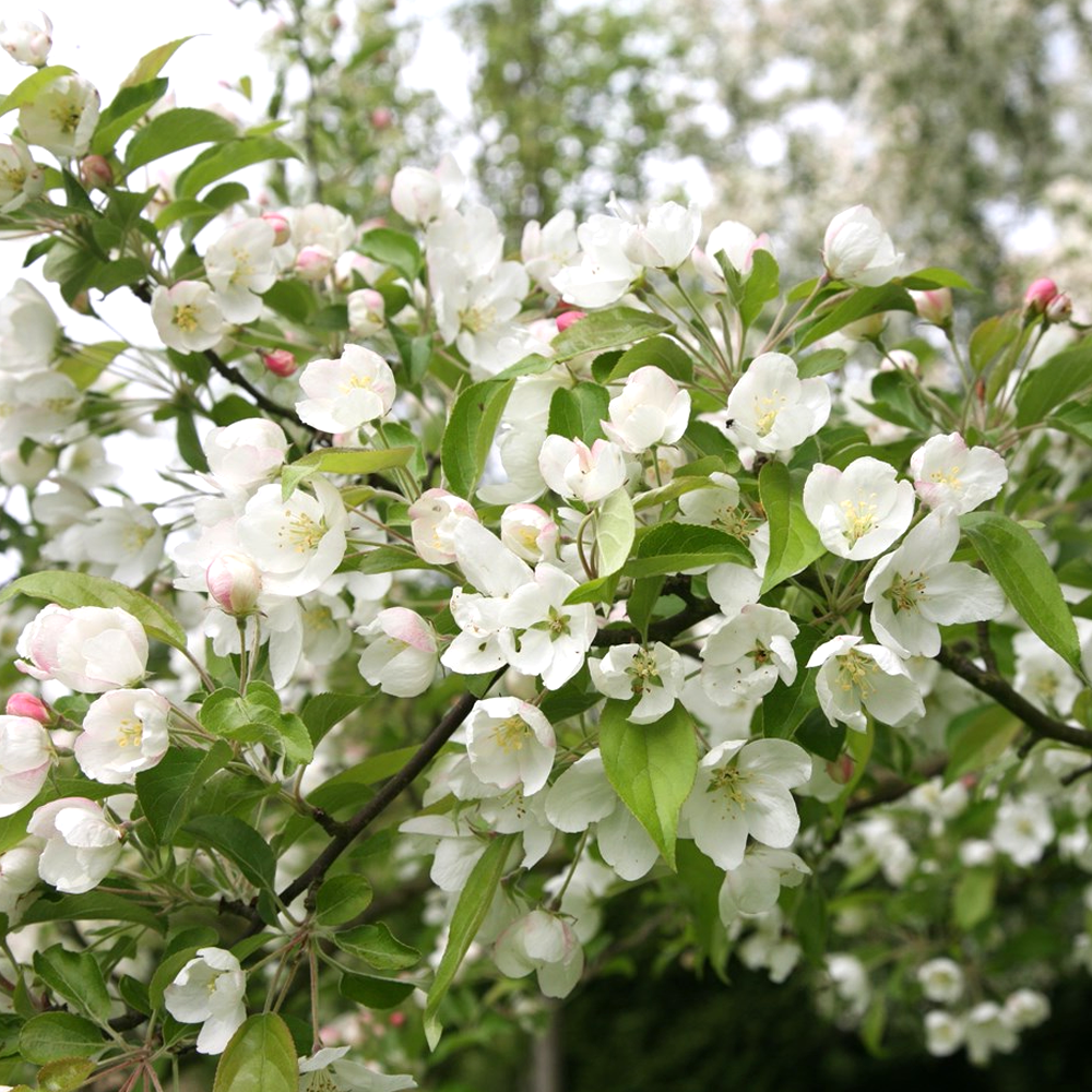 Malus Evereste Tree (12L, 5-6ft)