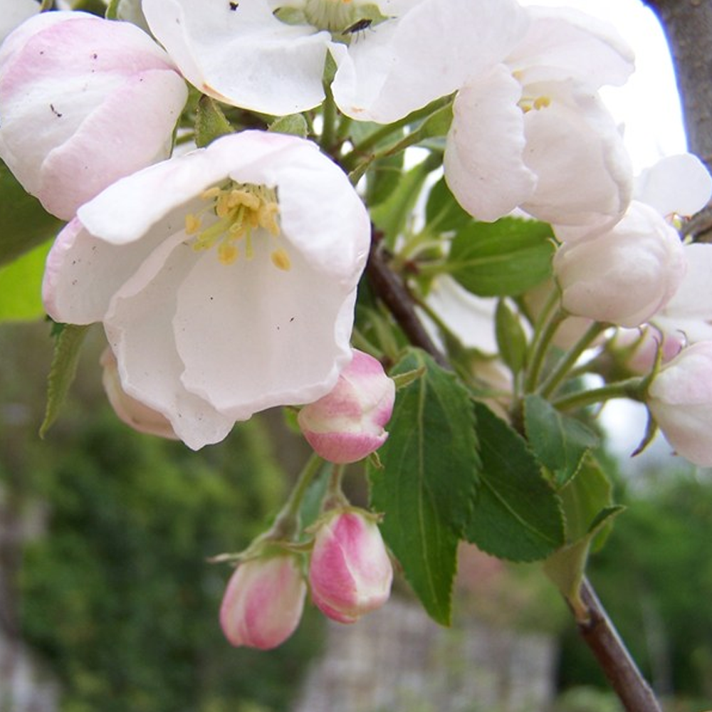 Malus Montreal Beauty Tree (12L, 5-6ft)