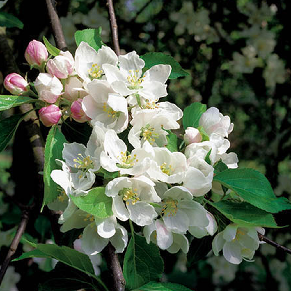Malus Montreal Beauty Tree (12L, 5-6ft)
