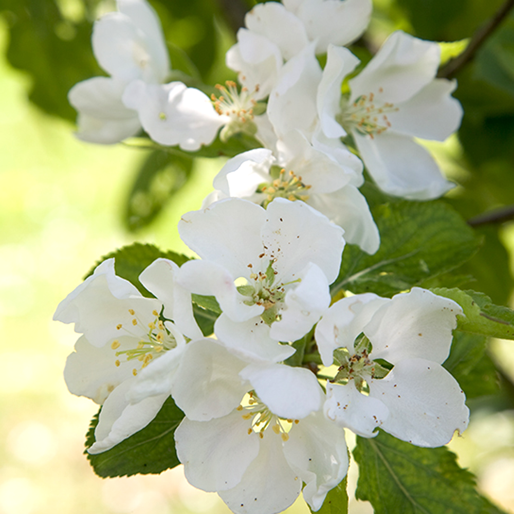 Malus Montreal Beauty Tree (12L, 5-6ft)