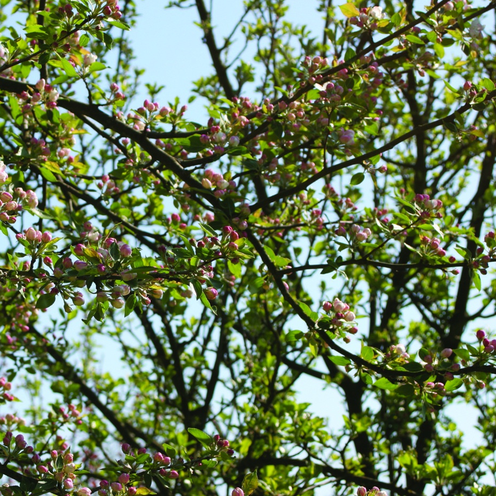 Malus Montreal Beauty Tree (12L, 5-6ft)