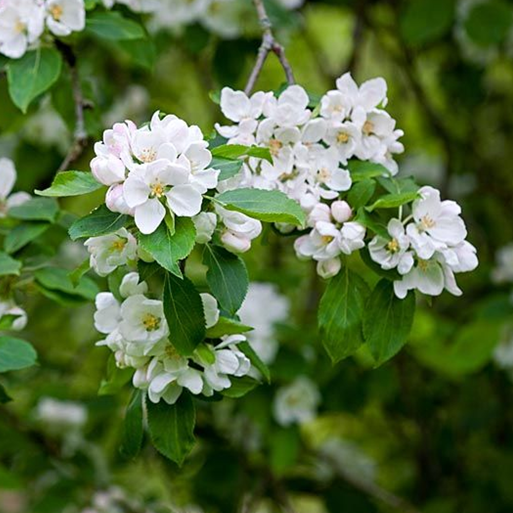 Malus Montreal Beauty Tree (12L, 5-6ft)