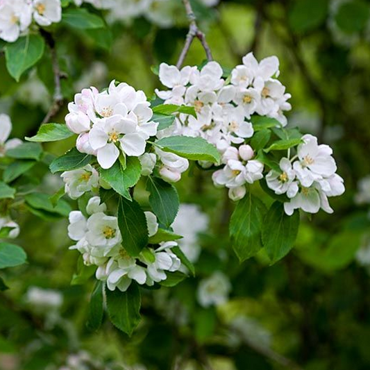 Malus Montreal Beauty Tree (12L, 5-6ft)