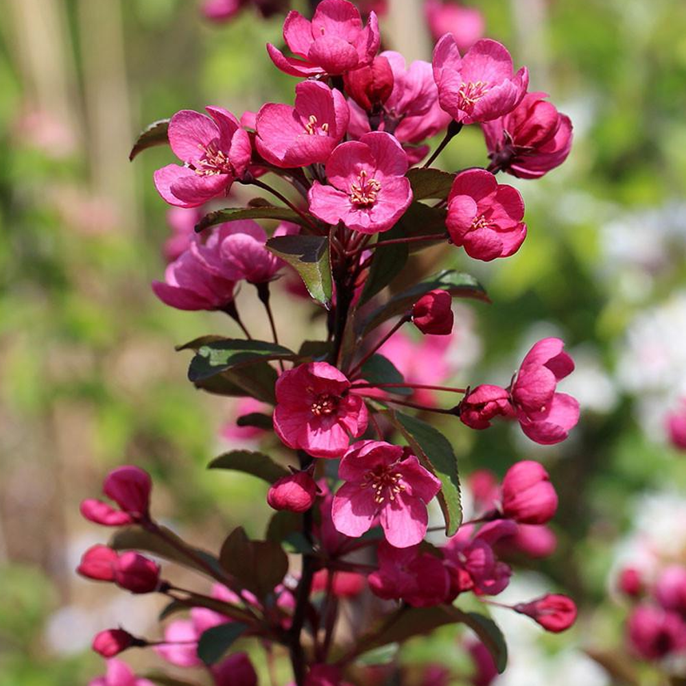 Malus Prairie Fire Tree (12L, 5-6ft)