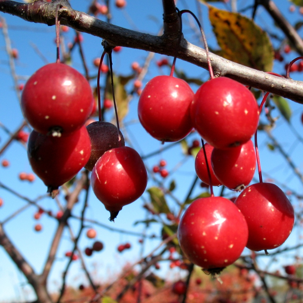 Malus Prairie Fire Tree (12L, 5-6ft)