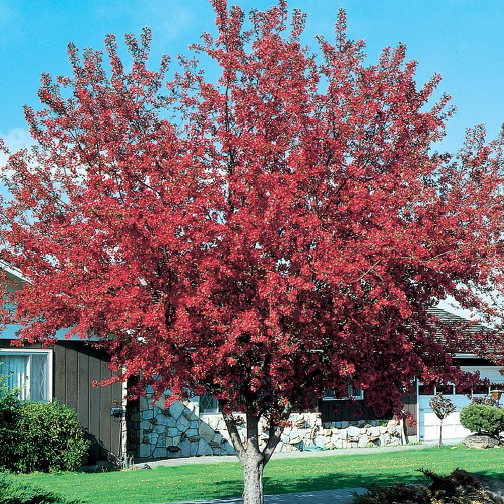 Malus Prairie Fire Tree (12L, 5-6ft)