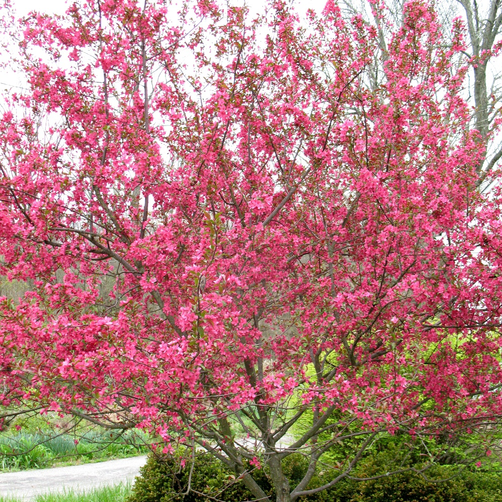 Malus Prairie Fire Tree (12L, 5-6ft)