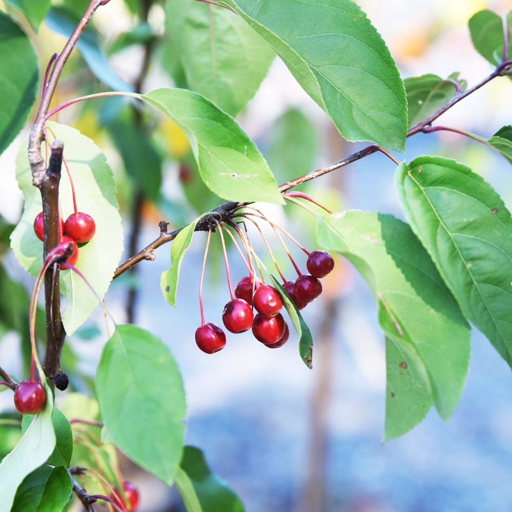 Malus Prairie Fire Tree (12L, 5-6ft)