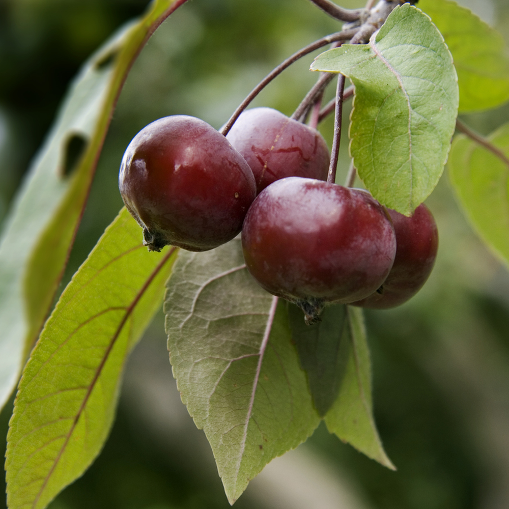 Malus Toringo Scarlett Tree (12L, 5-6ft)