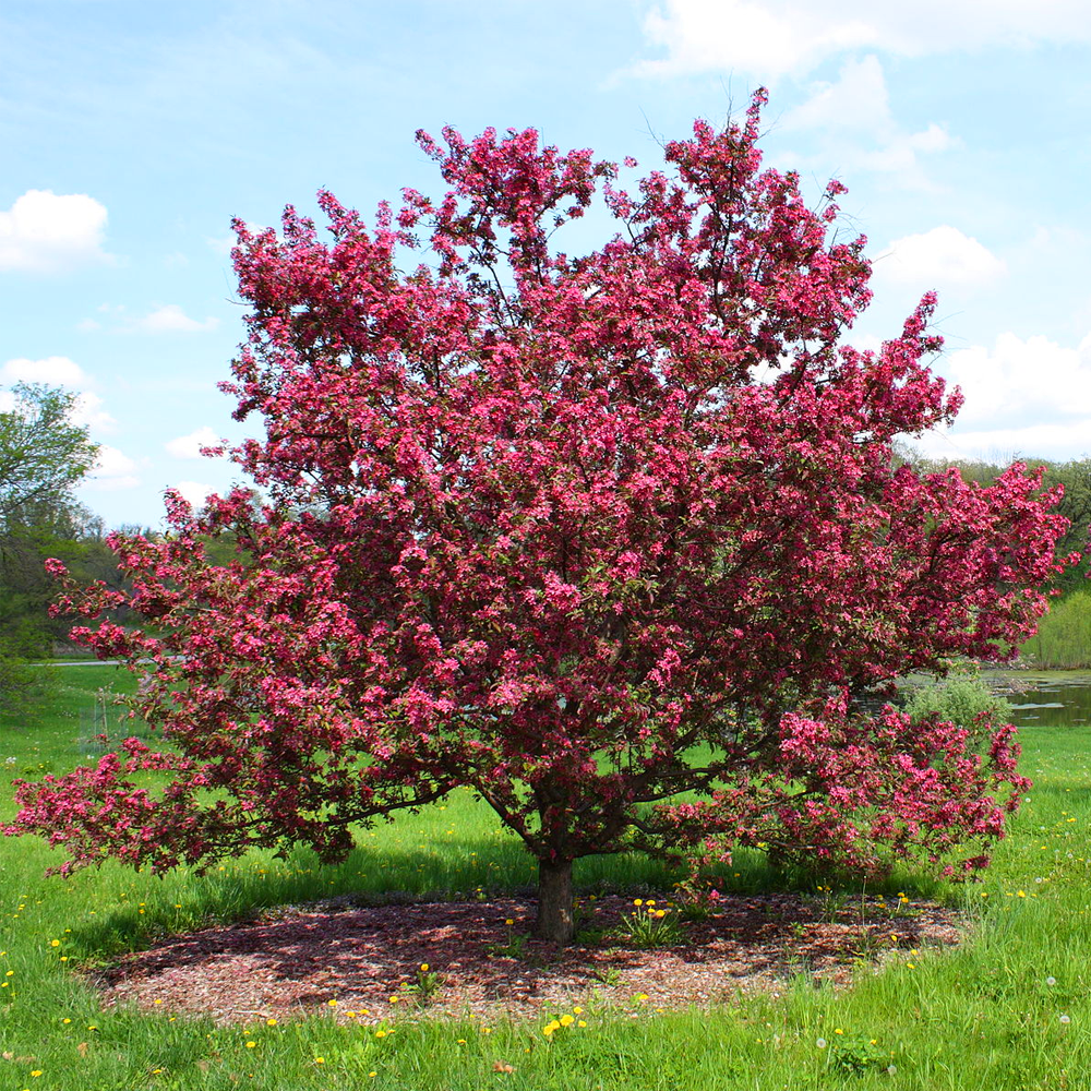 Malus Toringo Scarlett Tree (12L, 5-6ft)