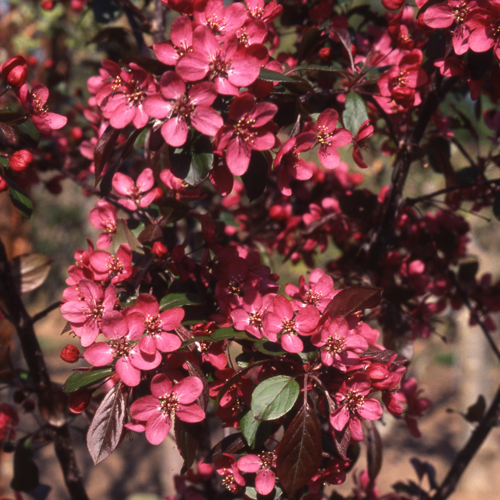 Malus Toringo Scarlett Tree (12L, 5-6ft)