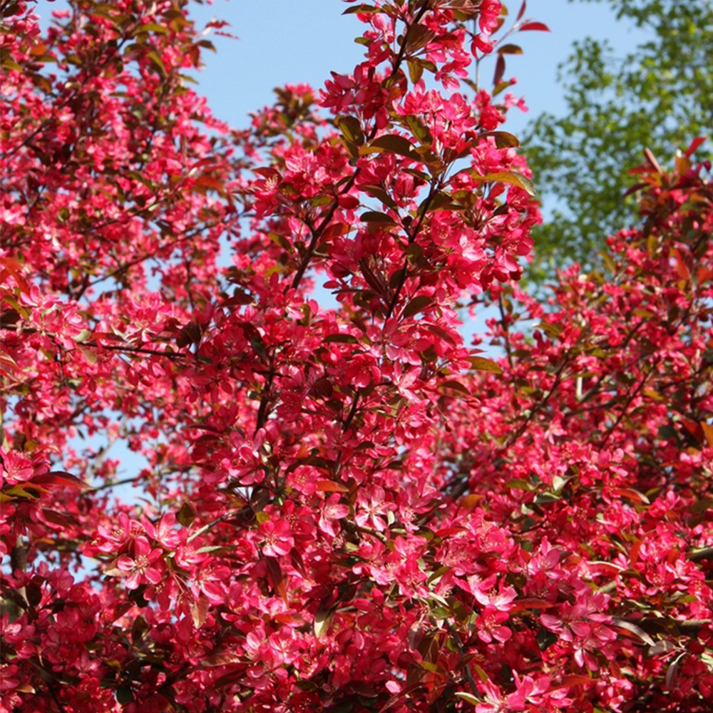 Malus Toringo Scarlett Tree (12L, 5-6ft)