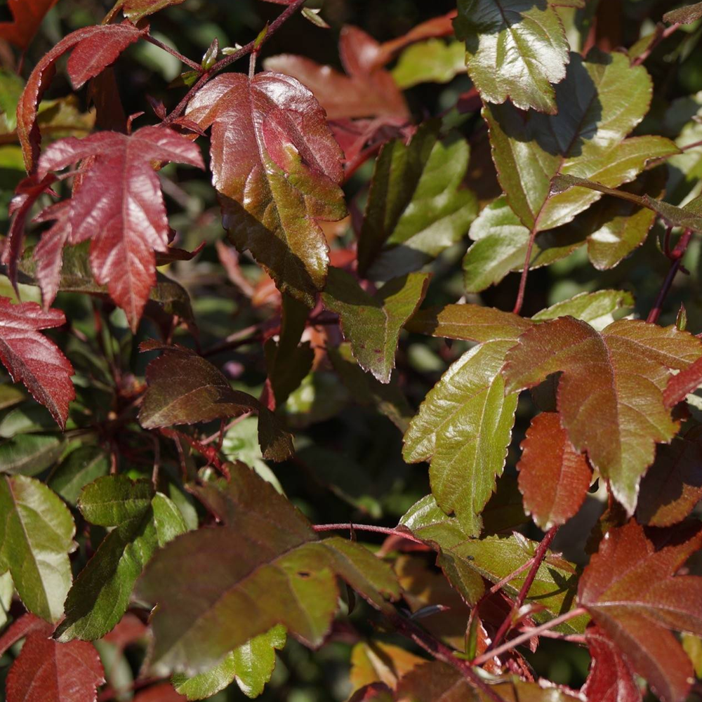 Malus Toringo Scarlett Tree (12L, 5-6ft)