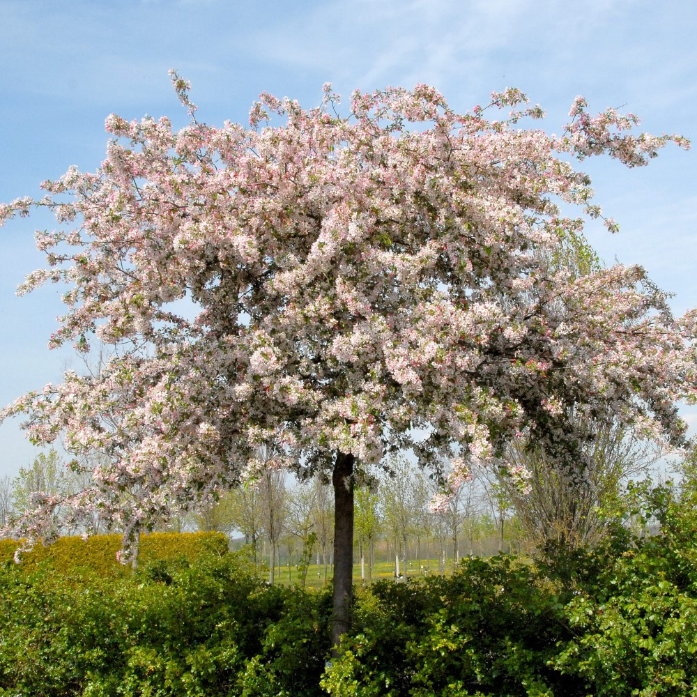 Malus Floribunda Tree (12L, 5-6ft)