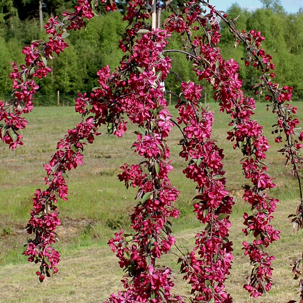 Malus Crimson Cascade Tree (12L, 5-6ft)