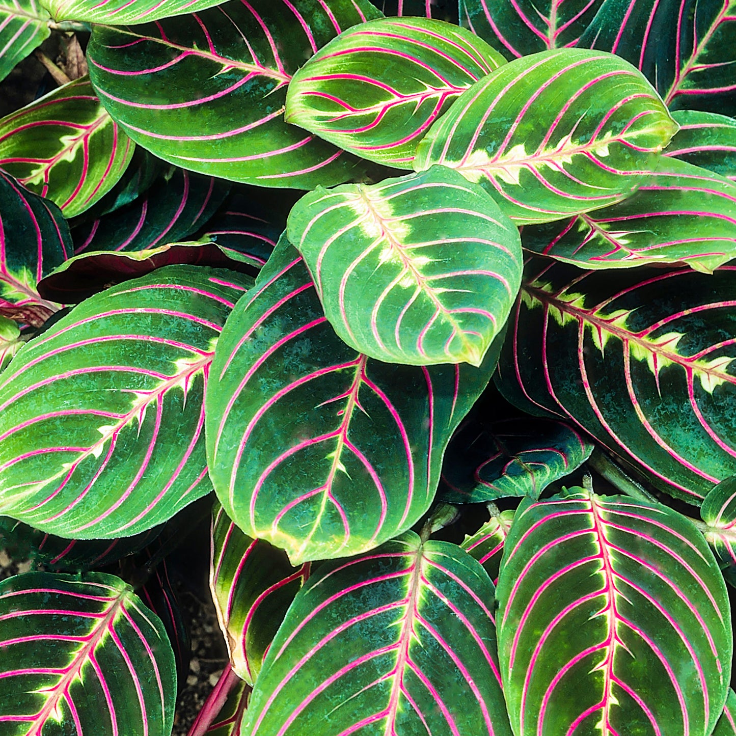 Maranta Fascinator Tricolour (12cm) V1