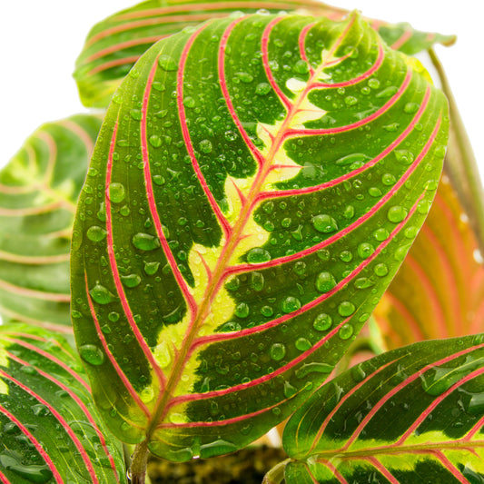 Maranta Fascinator Tricolour (12cm) V2