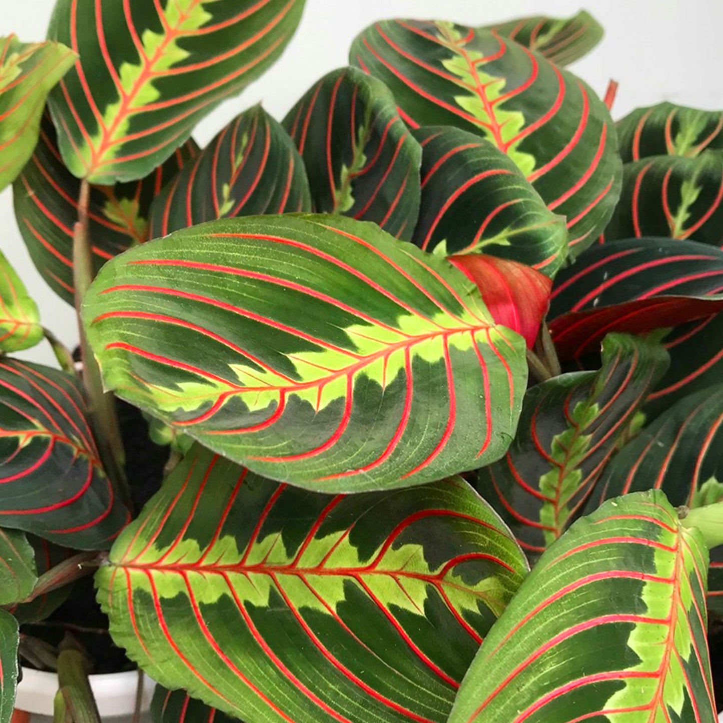 Maranta Fascinator Tricolour (12cm) V4