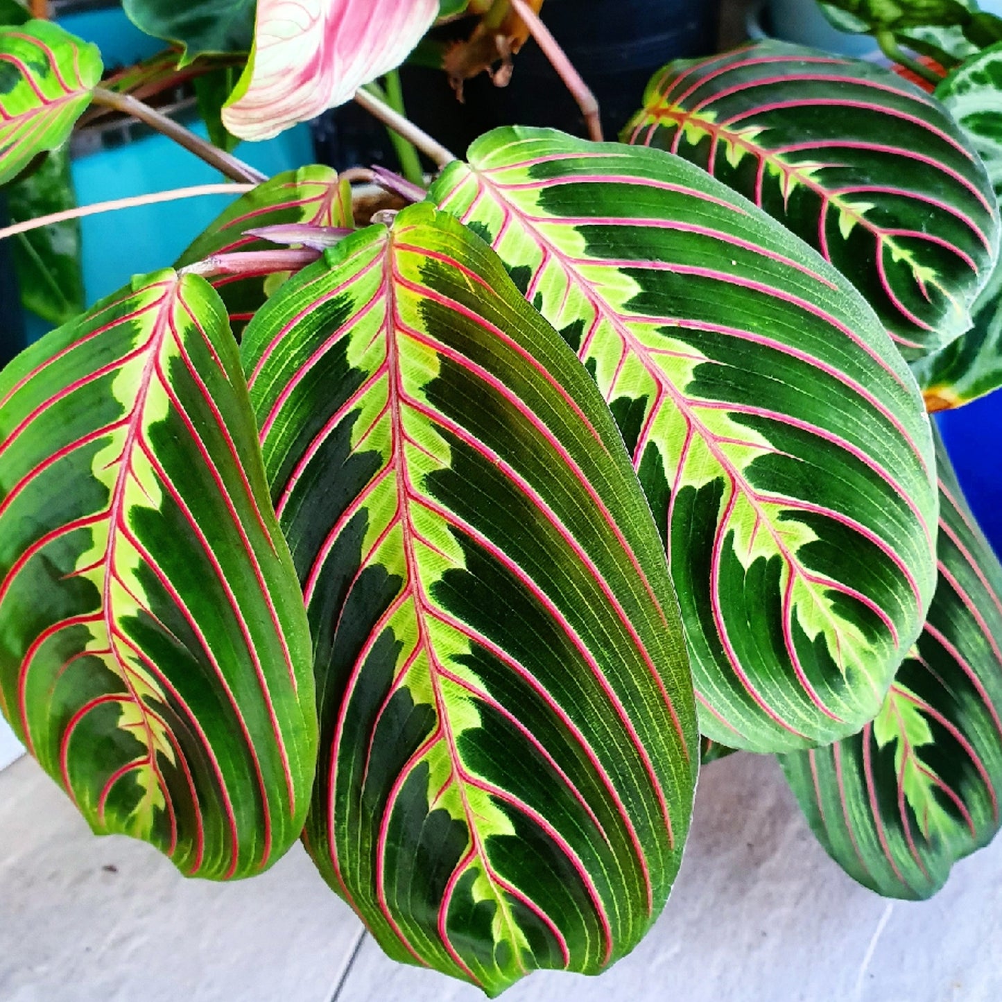 Maranta Fascinator Tricolour (12cm) V1