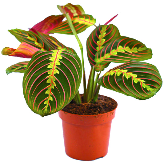 Maranta Fascinator Tricolour