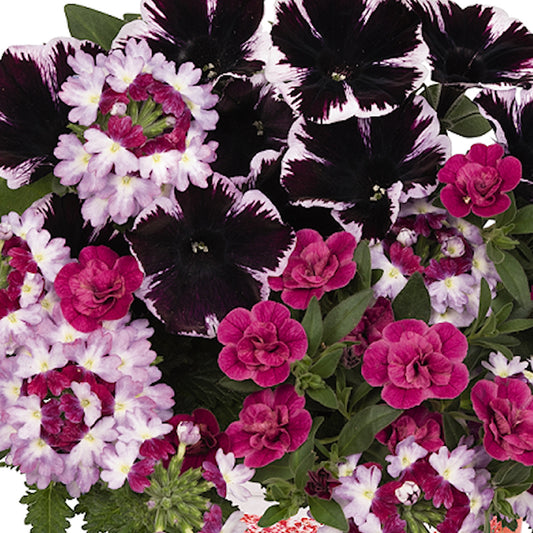 Basket Plants - Trio Marvelous Jewel (13cm)