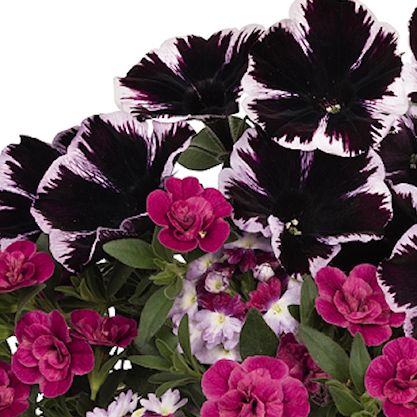 Basket Plants - Trio Marvelous Jewel (13cm)