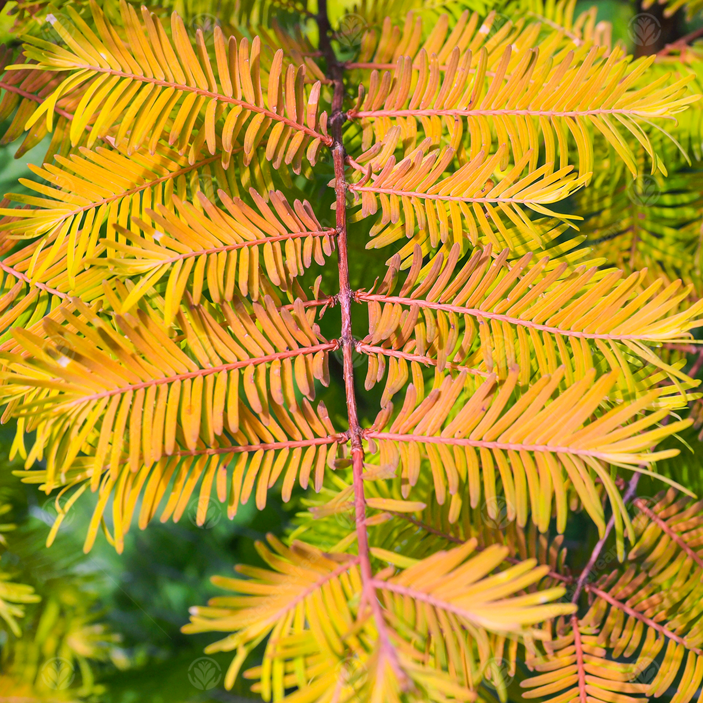 Metasequoia Amber Glow Tree (12L, 5-6ft)