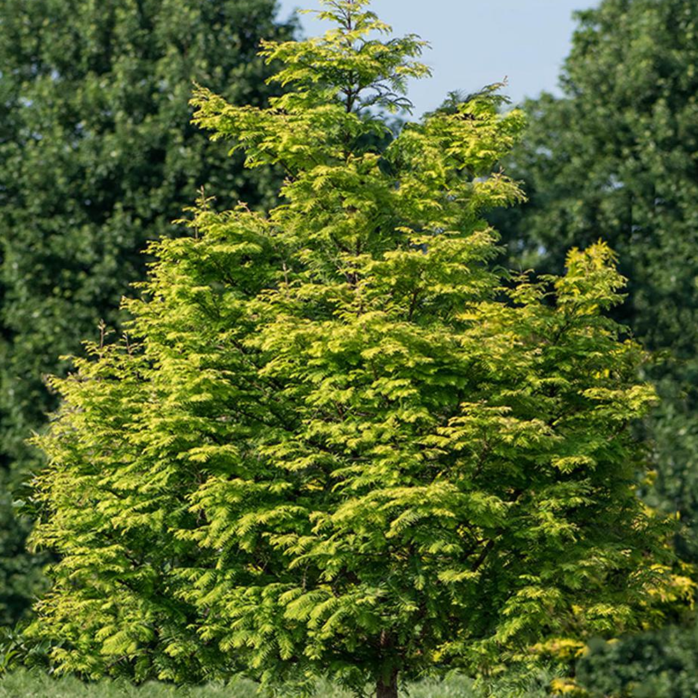 Metasequoia Amber Glow Tree (12L, 5-6ft)
