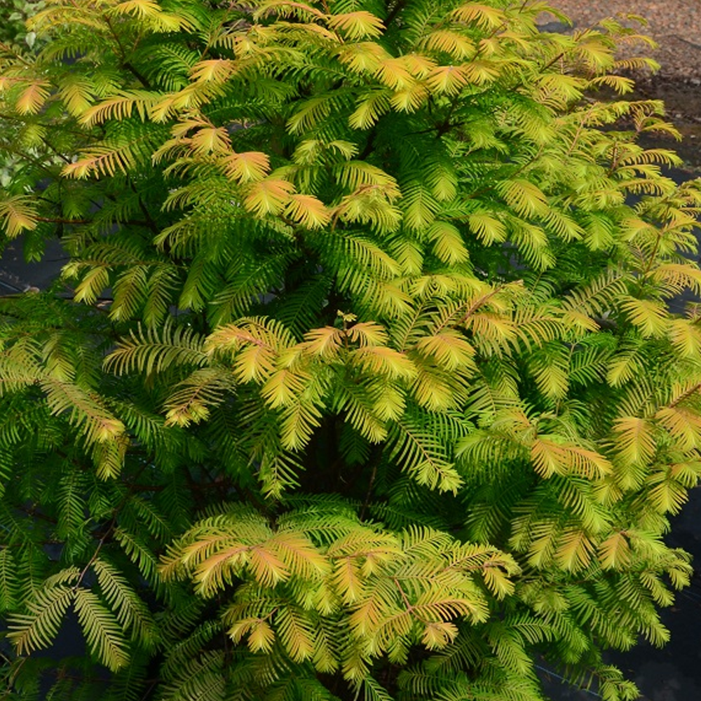 Metasequoia Amber Glow Tree (12L, 5-6ft)