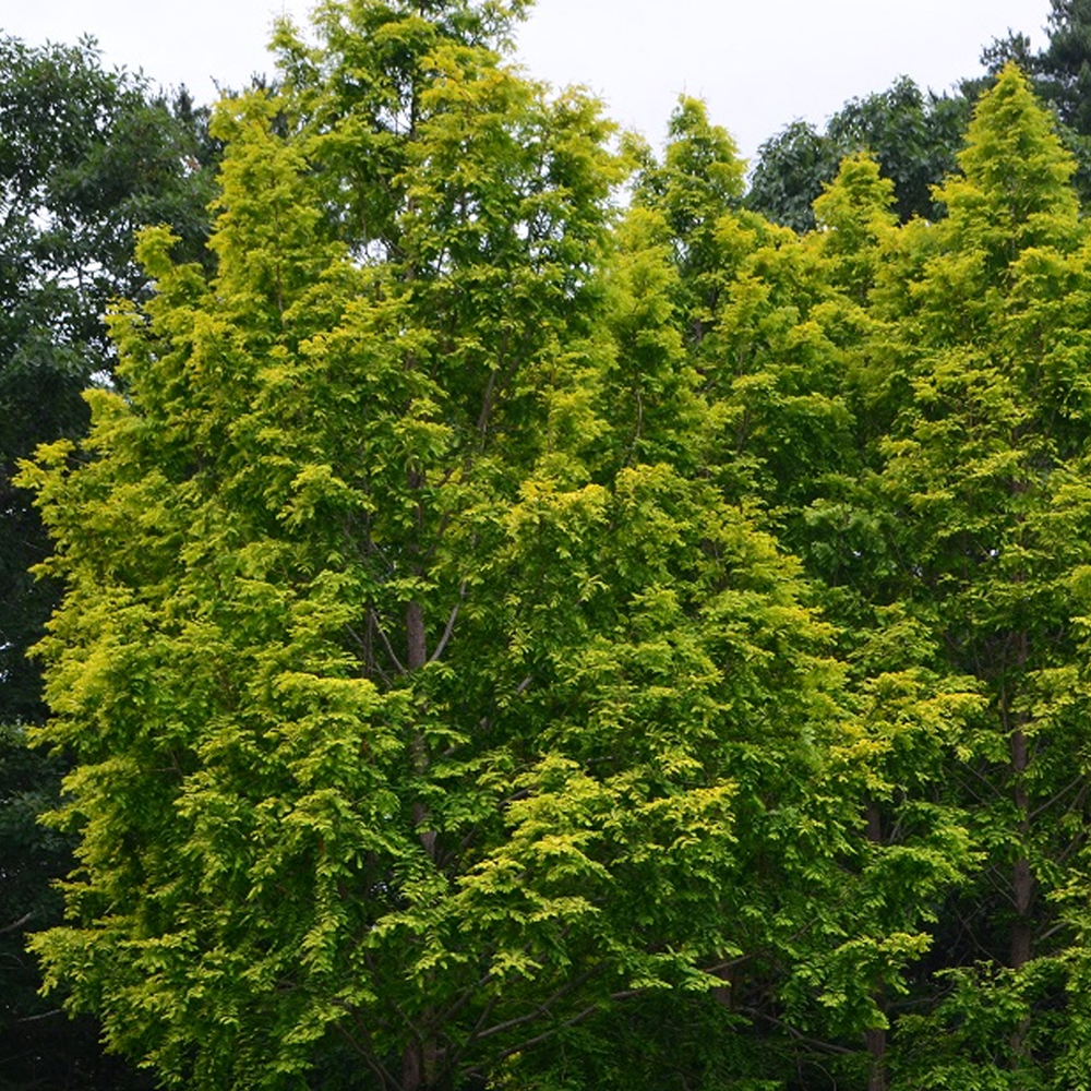 Metasequoia Amber Glow Tree (12L, 5-6ft)