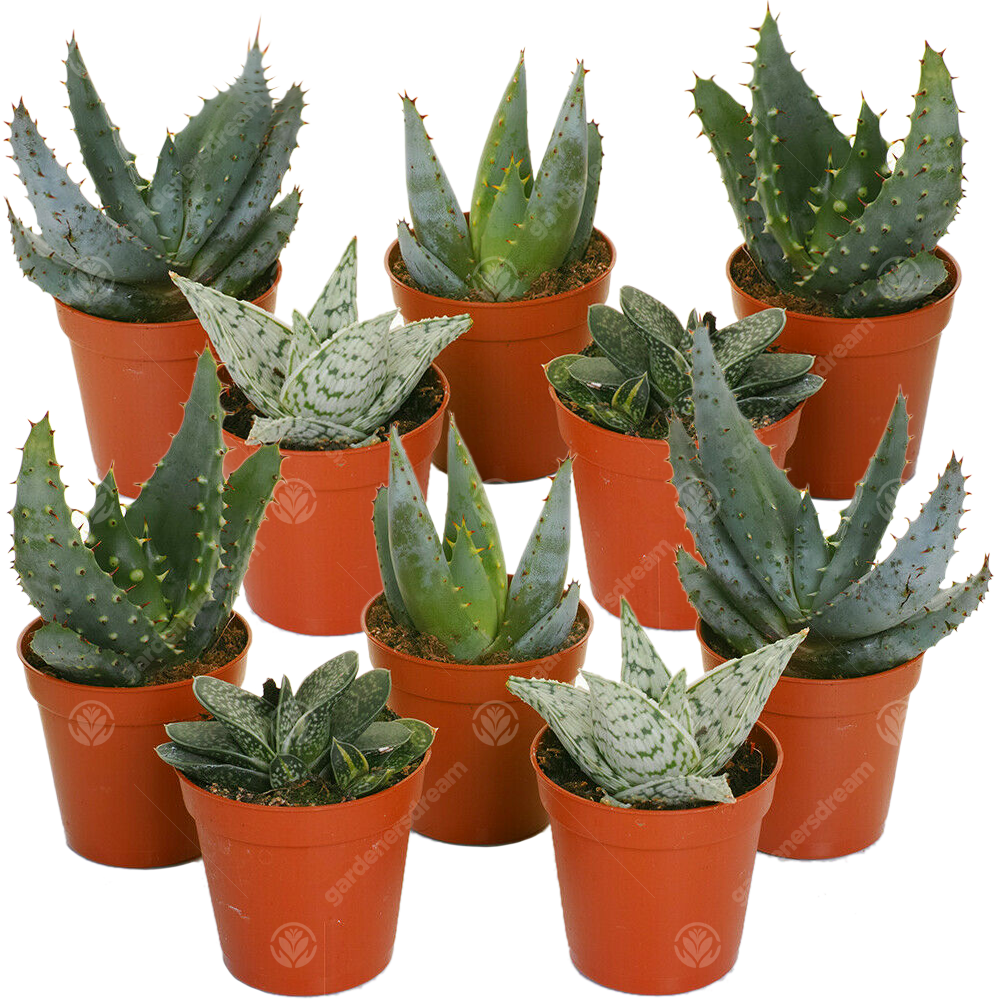 Aloe Mix In Showbox (5.5cm, 10 plants)