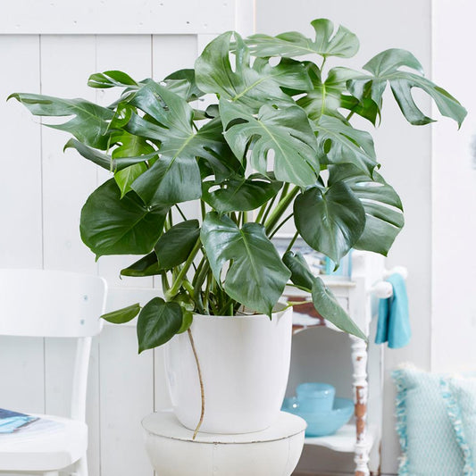 Monstera Deliciosa