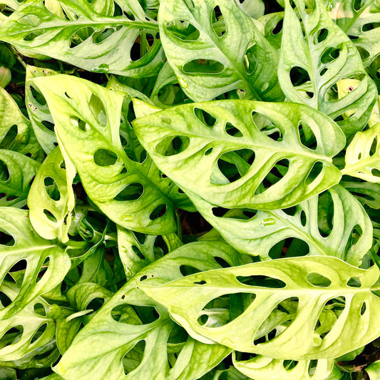 Monstera Obliqua (12cm) V2