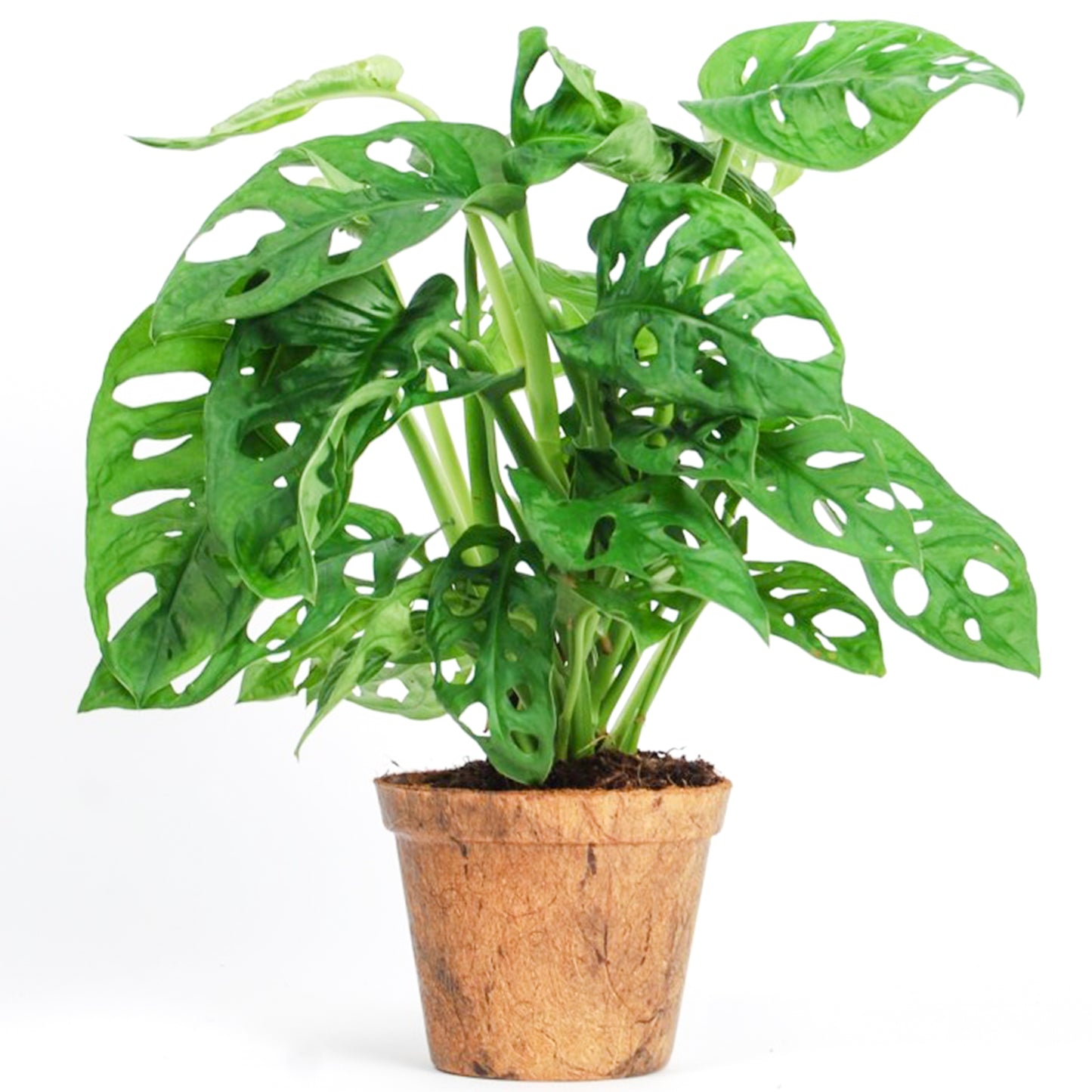 Monstera Obliqua (12cm) V4