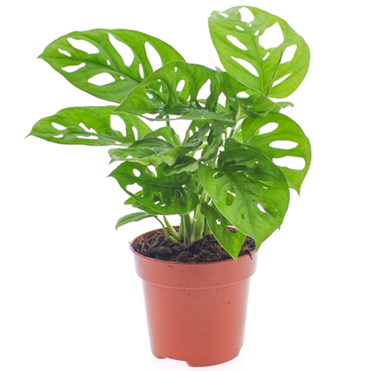 Monstera Obliqua (12cm) V5